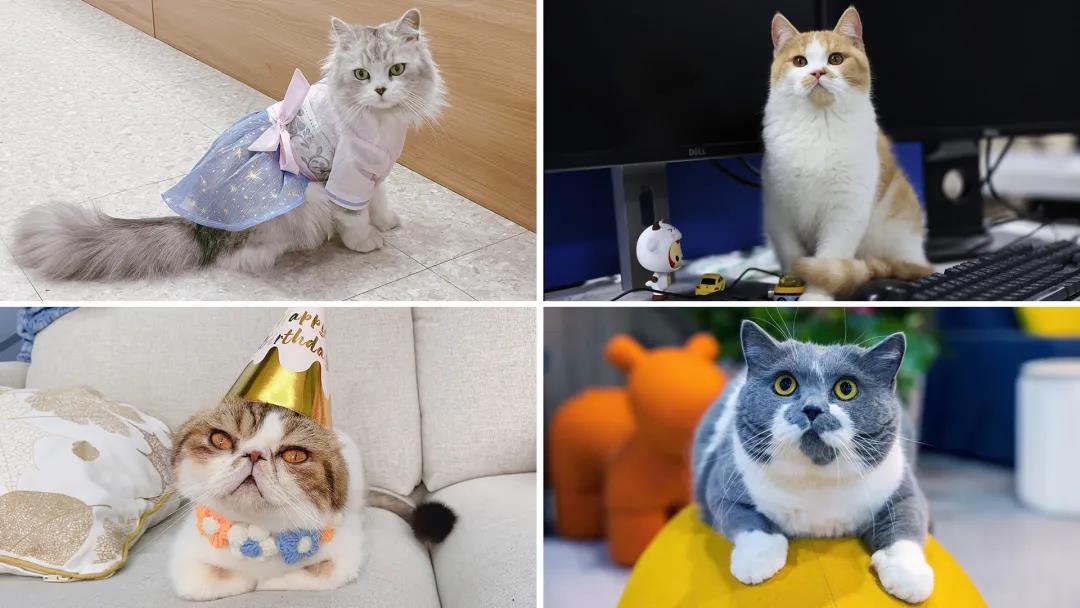 梅卡曼德2022校招 | 高速成長C輪獨角獸企業，邀你一起玩轉AI+機器人！