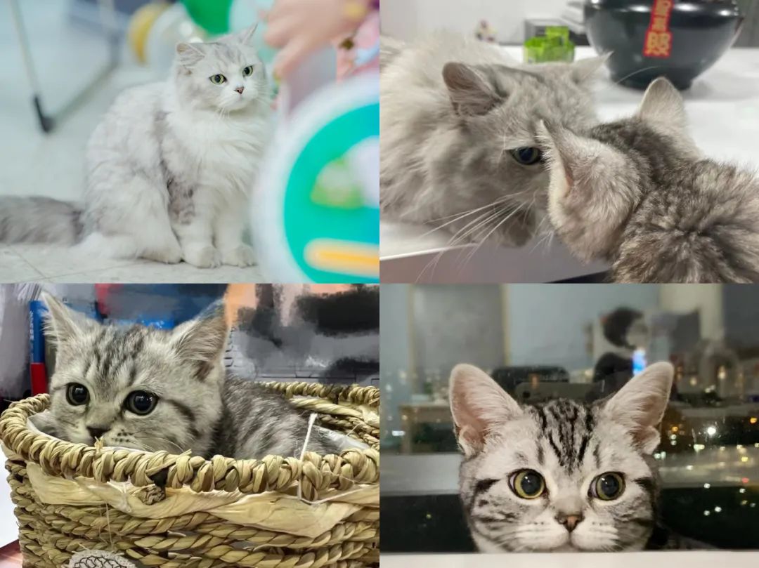 梅卡曼德2022校招全面啟動 | 高速成長C輪獨角獸企業(yè)，邀你一起玩轉AI+機器人！